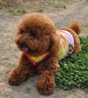 泰迪幼犬什么时候退色