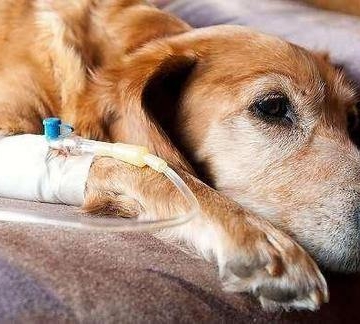 狗狗得胃炎怎么治疗方法