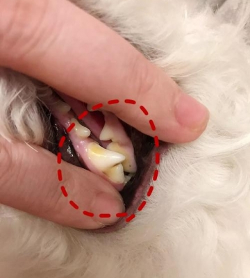 狗狗去除牙结石有什么好处