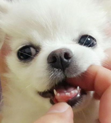 狗狗牙很松不掉怎么办
