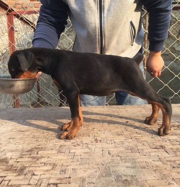 杜宾犬幼犬怎么断尾