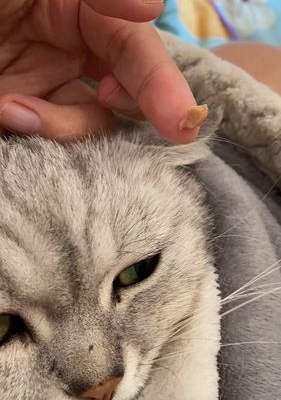 猫咪得肾结石怎么办