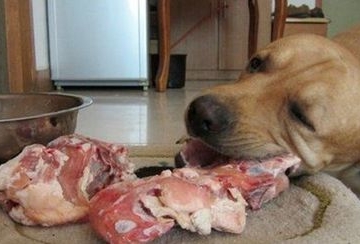 狗狗为什么不喜欢吃肉