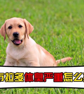 拉布拉多嘴巴臭怎么办