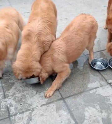 金毛怎么喂水和食物一起