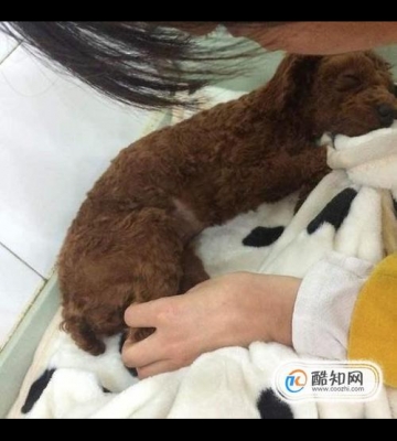 小狗泰迪拉稀吃什么药