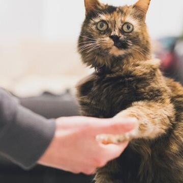 猫咪不吃药怎么办