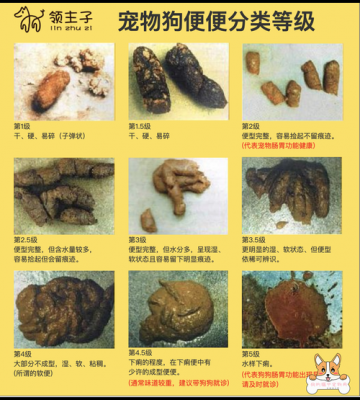 狗狗大便偏干是什么原因