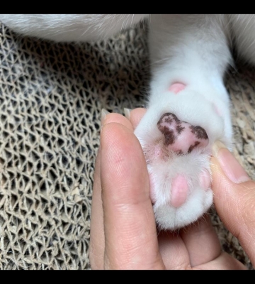 猫咪的爪子破了怎么办
