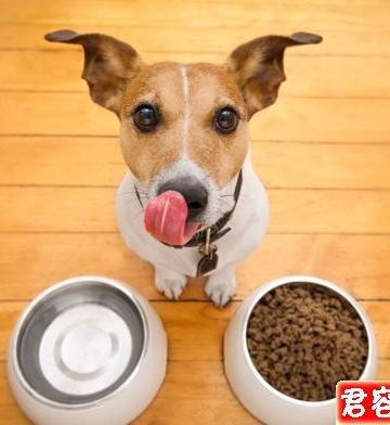 四个月的狗吃什么幼犬粮吗