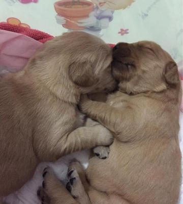 金毛母犬产仔注意什么