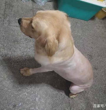 金毛狗夏天怎么剪毛