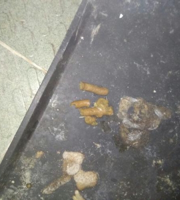 小狗便便为什么会有虫子
