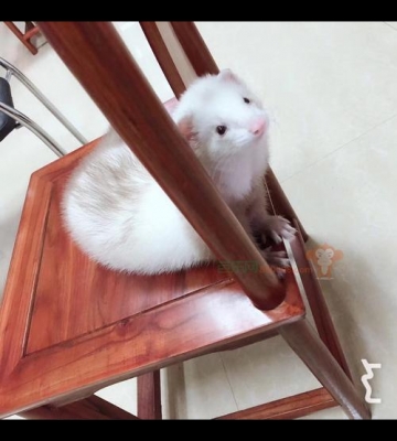 宠物雪貂为什么很瘦