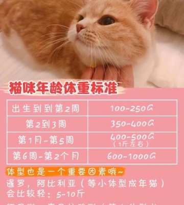 猫咪体重的轻怎么办