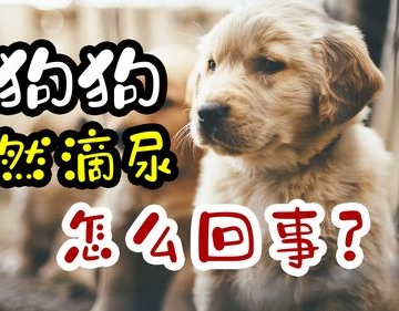 狗狗尿液检查怎么查