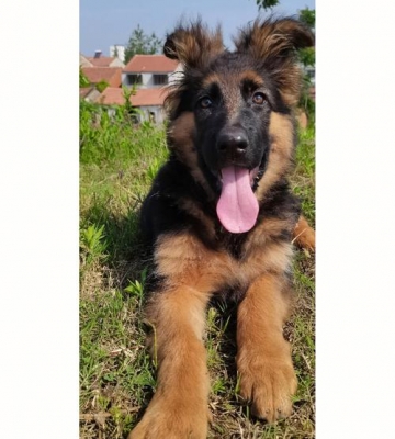德牧幼犬耳朵怎么清理