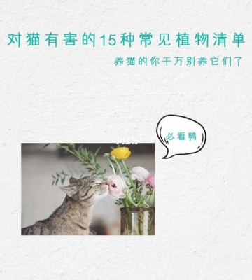 什么植物对猫咪有害