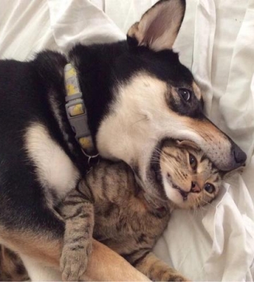 为什么狗总是舔猫咪
