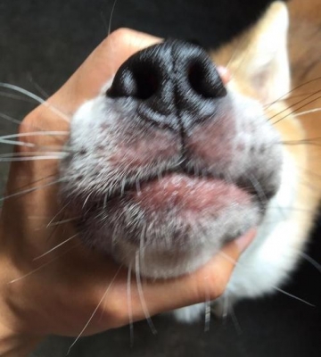 狗狗嘴边红肿什么药膏