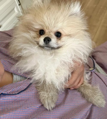 博美尴尬期是什么