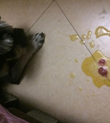 狗狗吐黄水怎么治疗