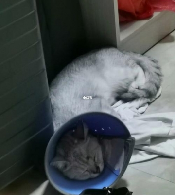 怎么给猫咪擦身子