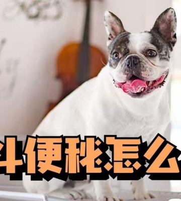 狗狗有点便秘怎么办啊