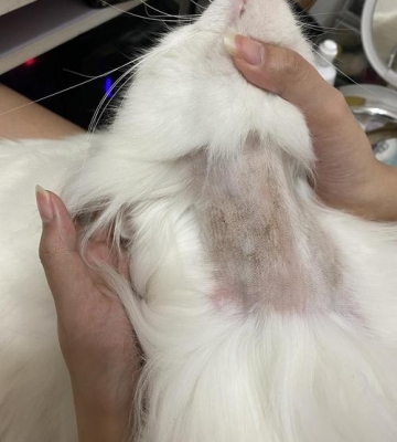 为什么猫咪脖子会退毛