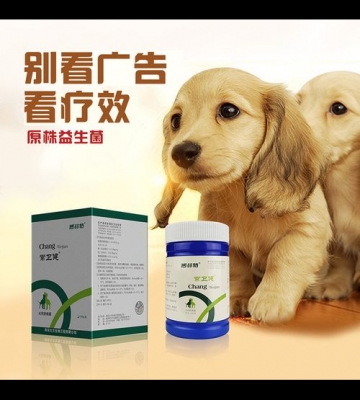 金毛呕吐吃什么消炎药
