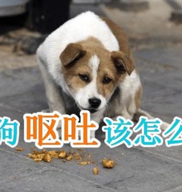 狗狗上火吐了怎么办