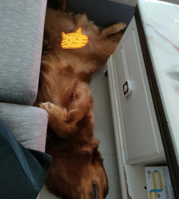 金毛怎么老睡觉怎么回事