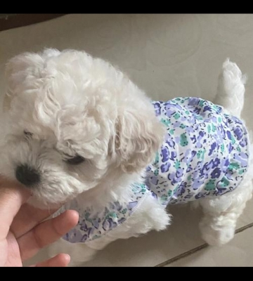 比熊很凶怎么办