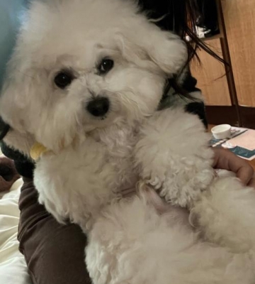 比熊小狗胃肠炎怎么治
