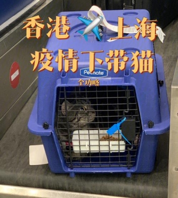 猫咪怎么过香港