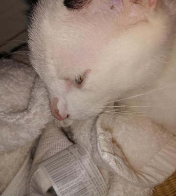 猫咪的鼻子变白什么样