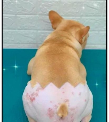 狗狗屁股怎么美容