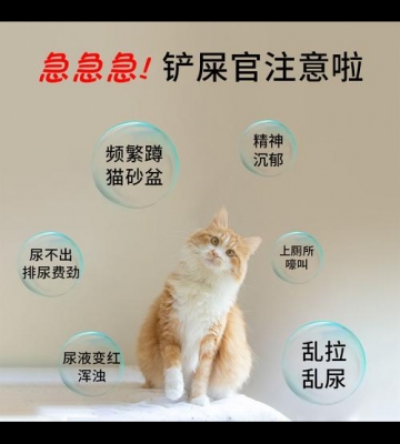 猫咪怎么得的尿道炎