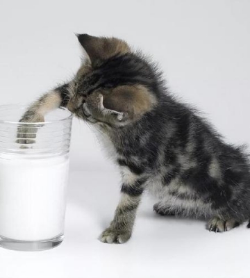 猫咪喝了牛奶会怎么样