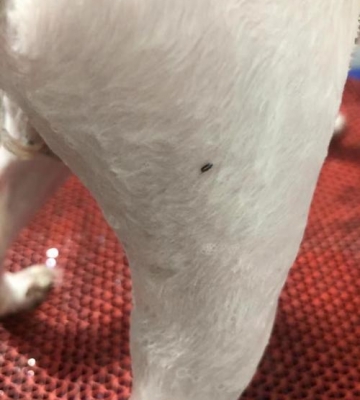 狗狗生蚤子怎么办