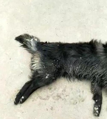 小狗死了会变什么