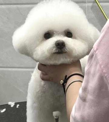 比熊美容有什么项目