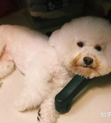 比熊几天不吃饭怎么办