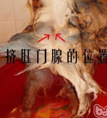 为什么给小狗挤肛门腺