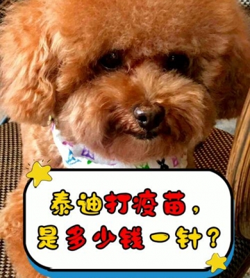为什么泰迪需要打疫苗