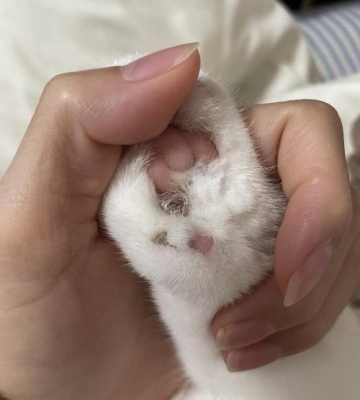 猫咪脚肉垫受伤怎么办