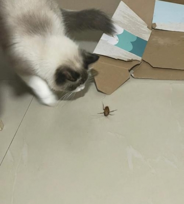 猫咪为什么喜欢吃蟑螂