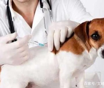 打完疫苗后的狗狗有什么反应