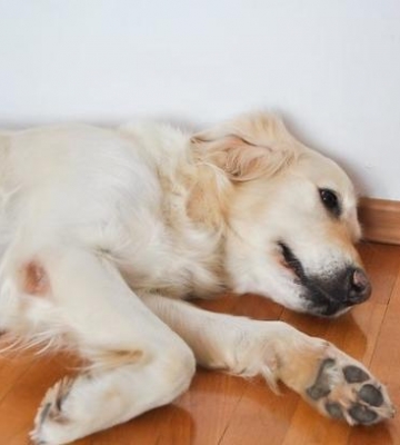 怎么样可以让狗狗趴下