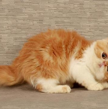 买宠物猫需要注意些什么